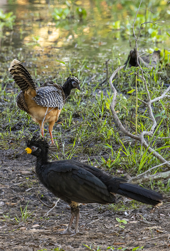 Bonito - Photo by Hudson Garcia (7)